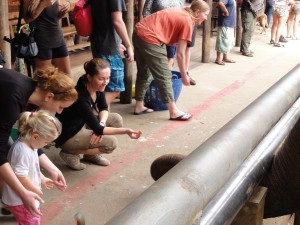 Feeding Elephants